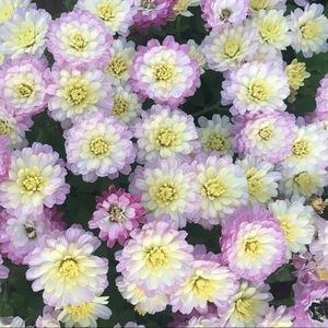 Meet your Posher, Meghan